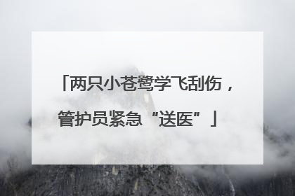 两只小苍鹭学飞刮伤，管护员紧急“送医”